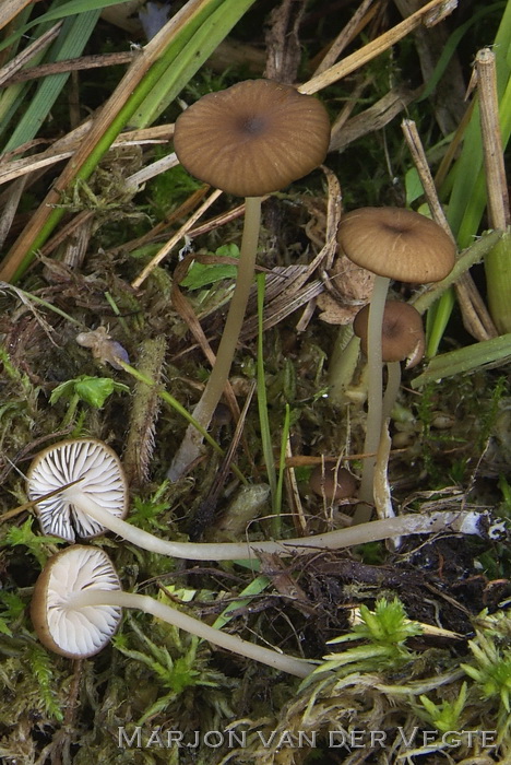 Veranderlijke satijnzwam - Entoloma olivaceotinctum